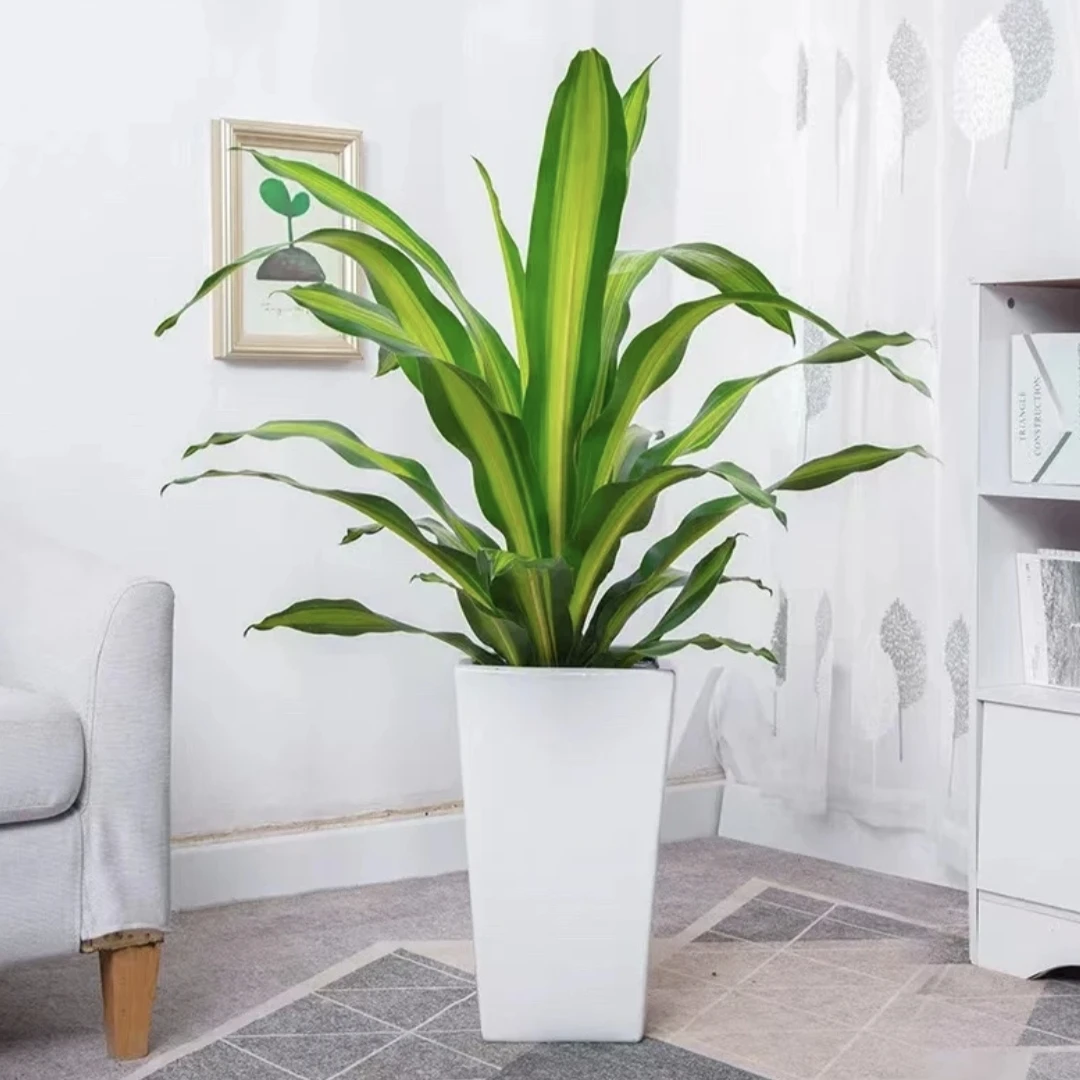 金心巴西铁水培植物室内客厅办公桌面盆栽四季常青净化空气庭院