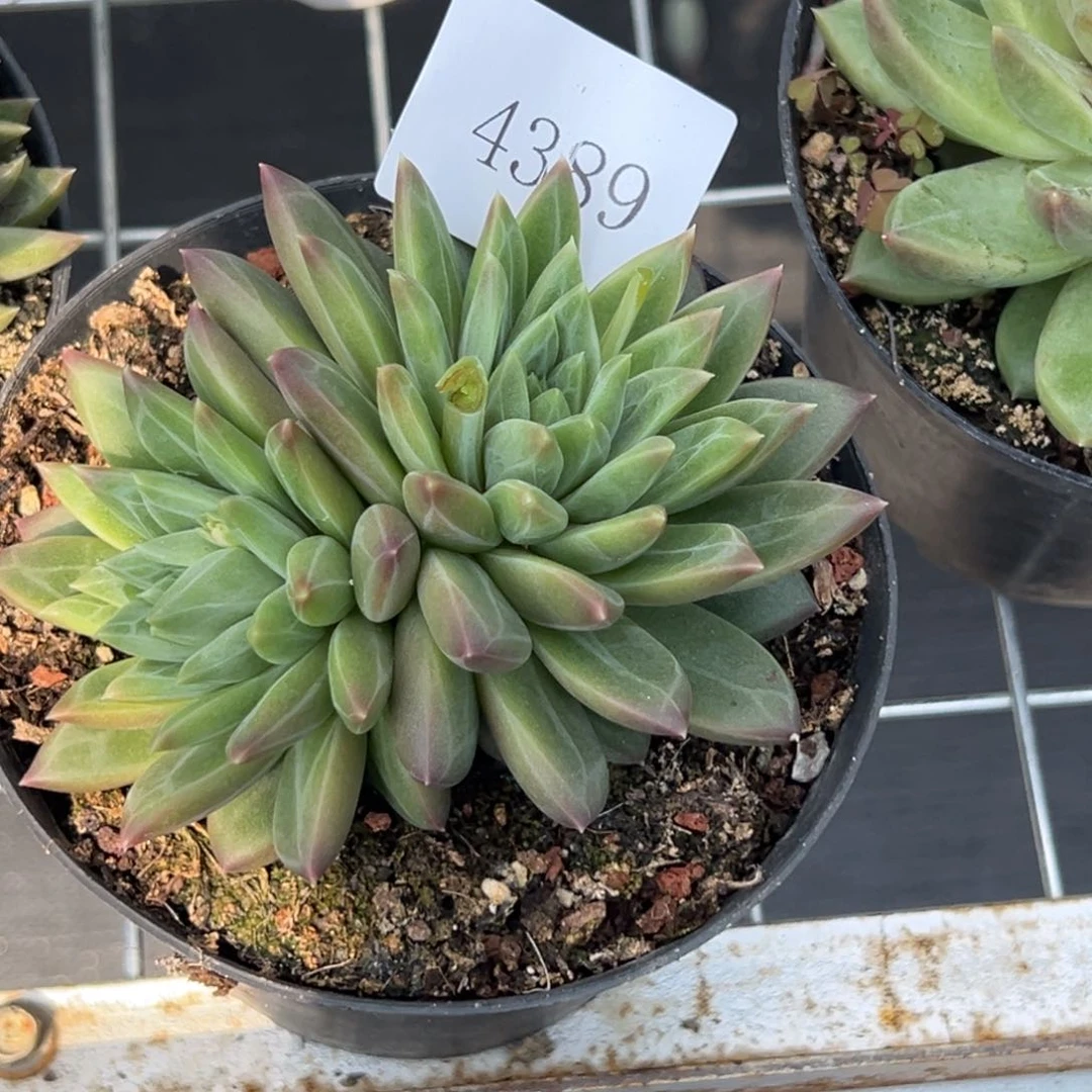 热**烫4389多肉多多多多