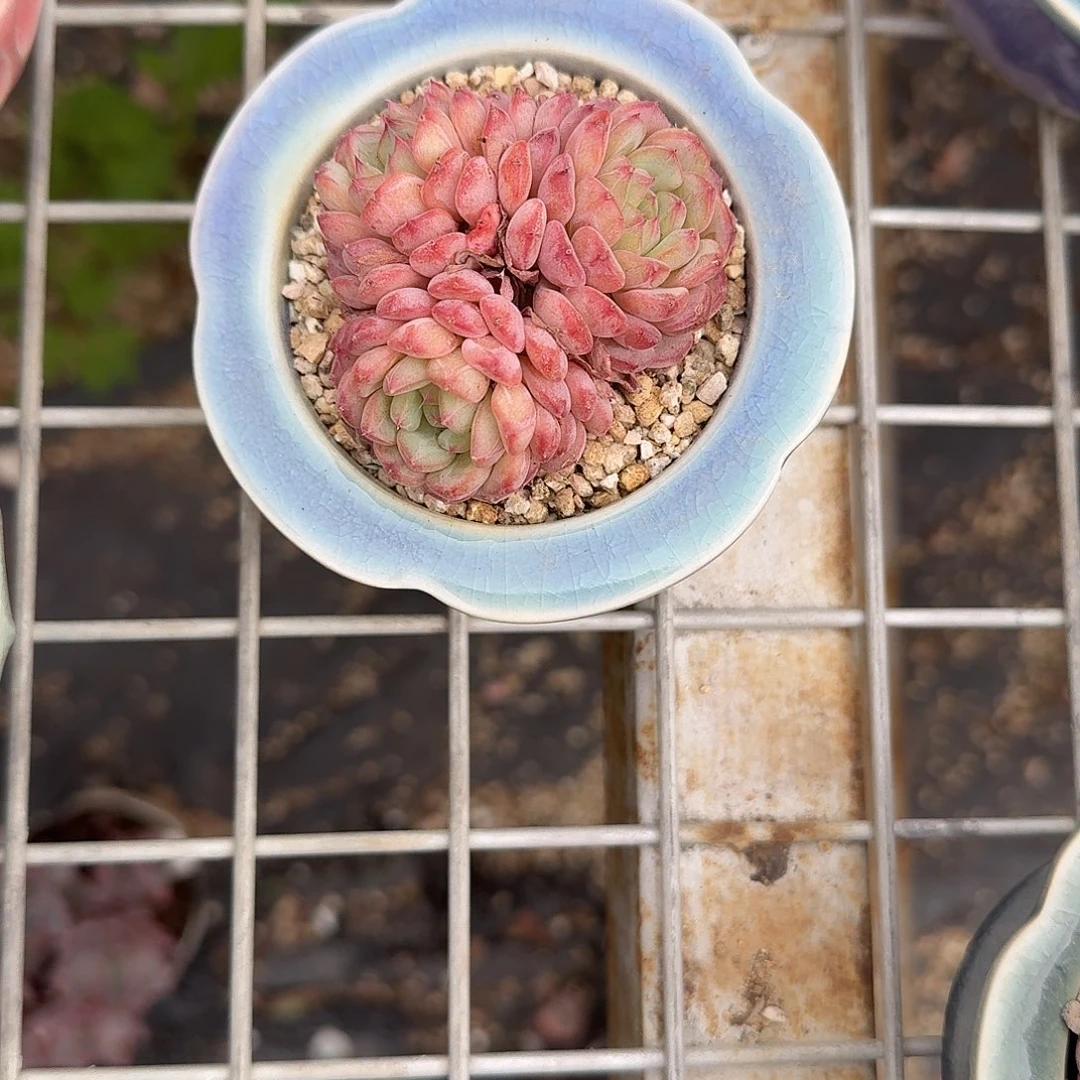 粉胖子三头多肉植物