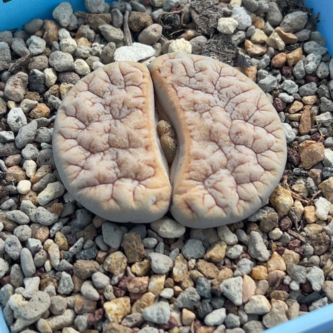 7152凹凸铁189一颗