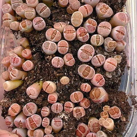 【闪购商品】24784