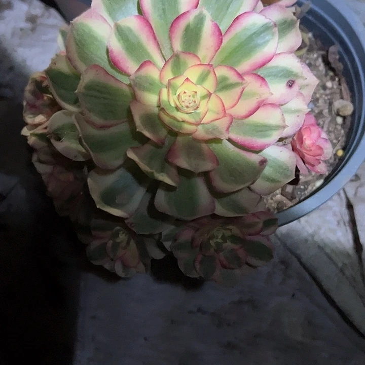 0356倾城手捧多肉植物
