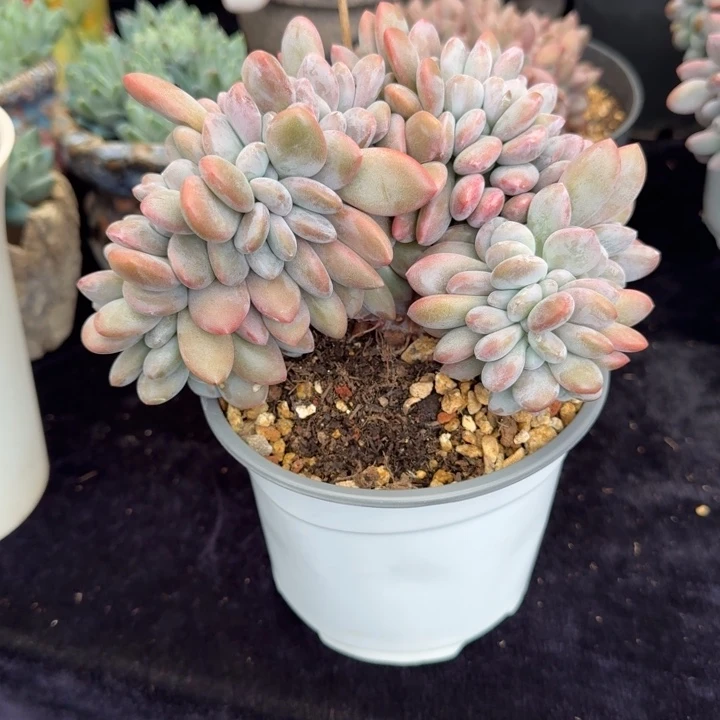 僵***#14厘米左右一物一拍的