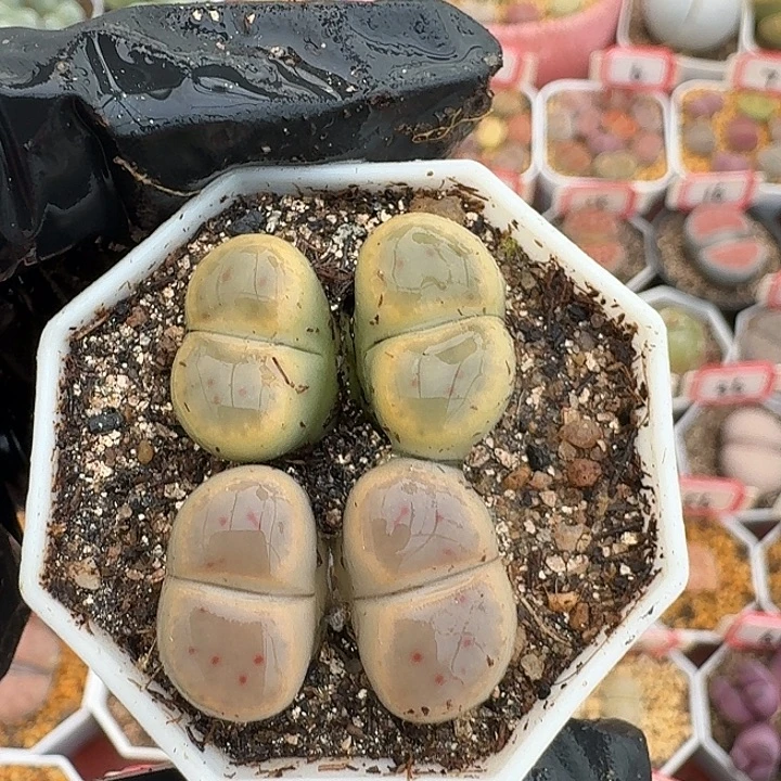 生石花2//。   605号