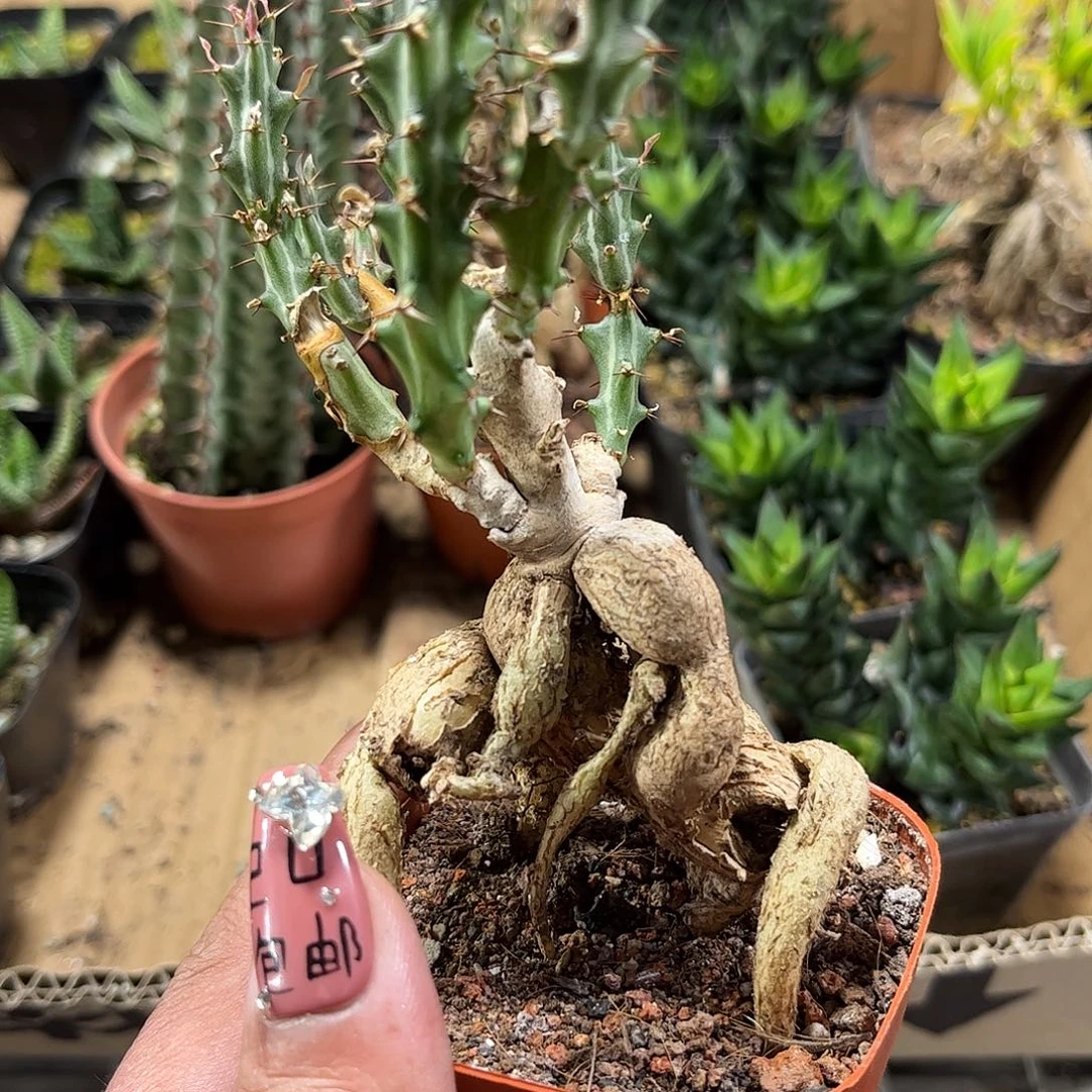 奴子麒麟单头发货单头