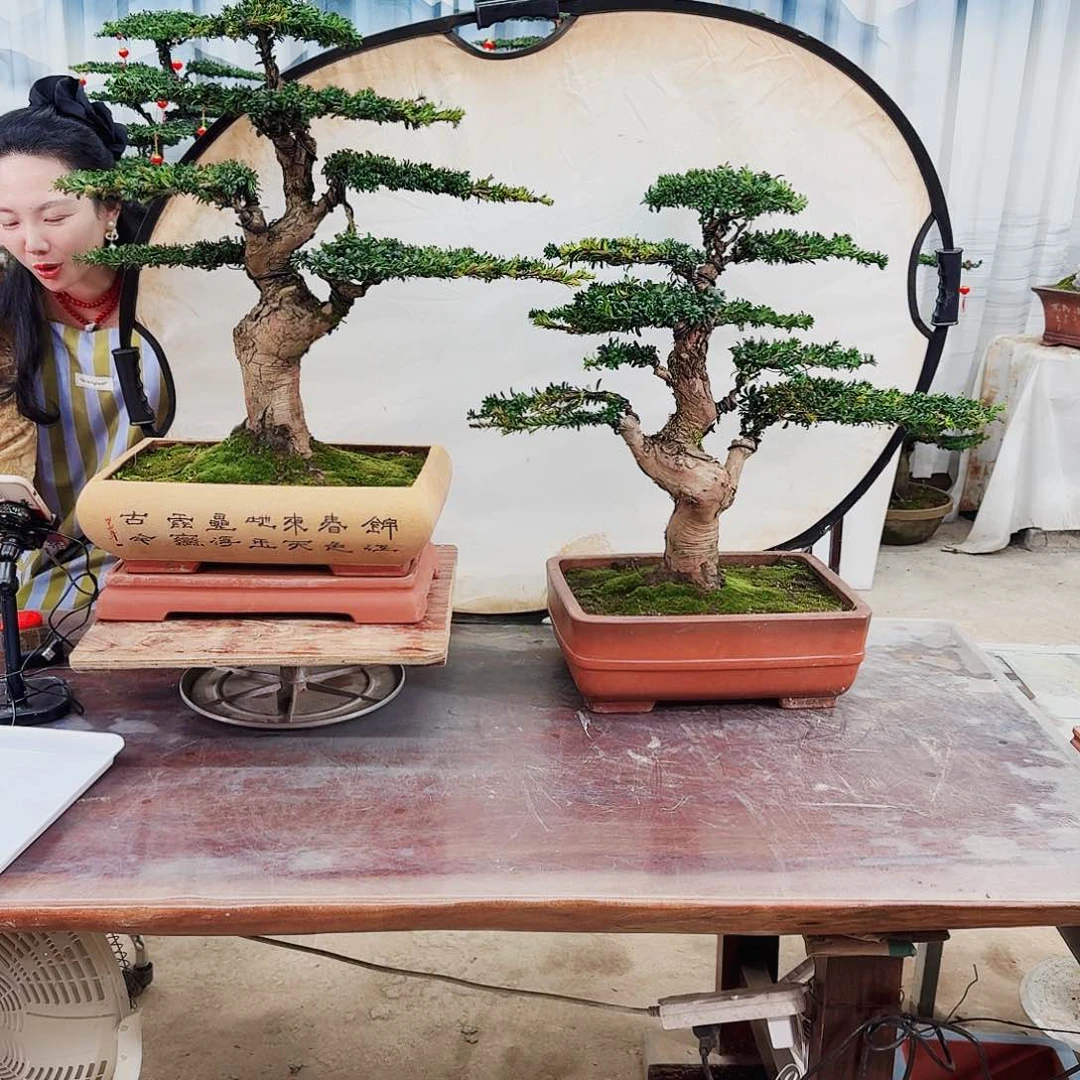 罗汉松一物一拍6666