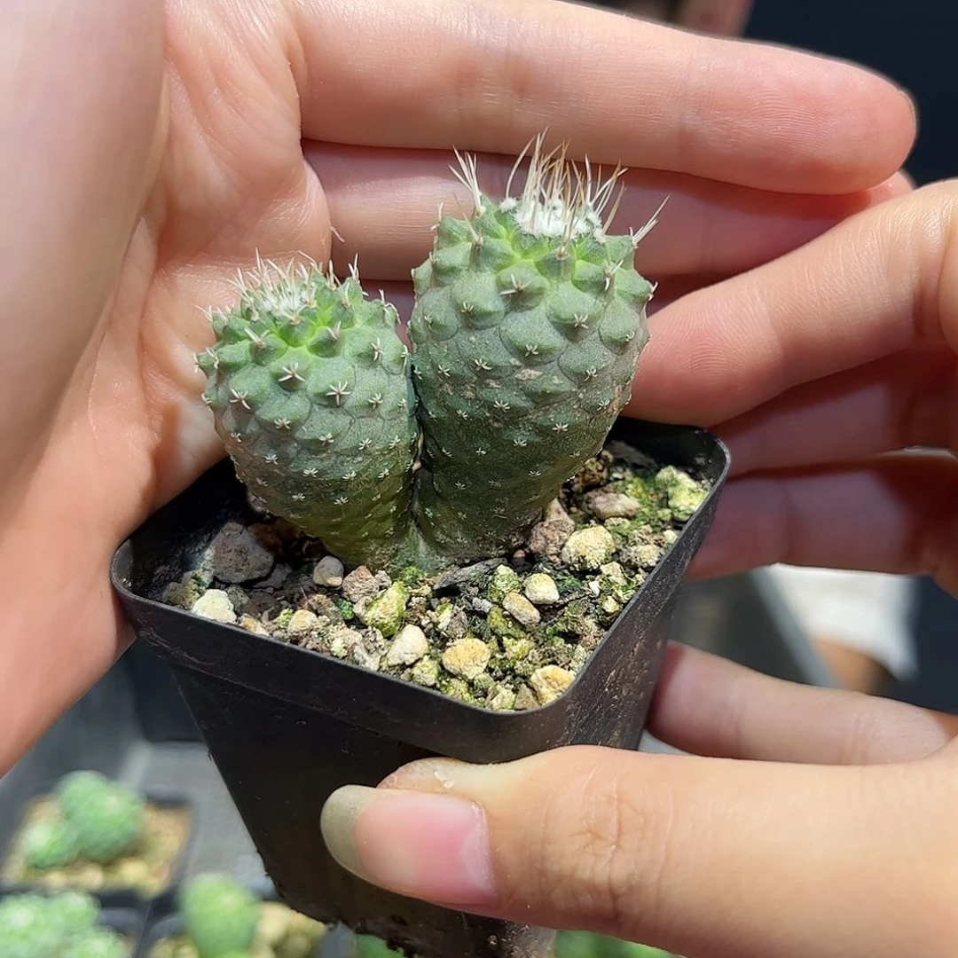 实生双头徒长的菊水