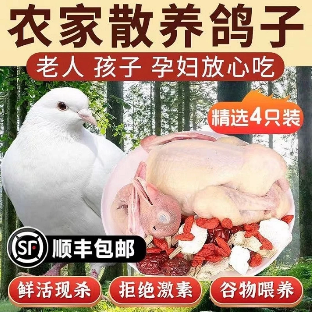 【农家散养】买3只送1只土鸽新鲜现杀乳鸽子批发土鸽子生鲜4只1020g