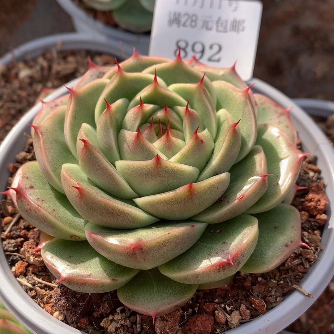 【闪购商品】云892号毒刺9厘米