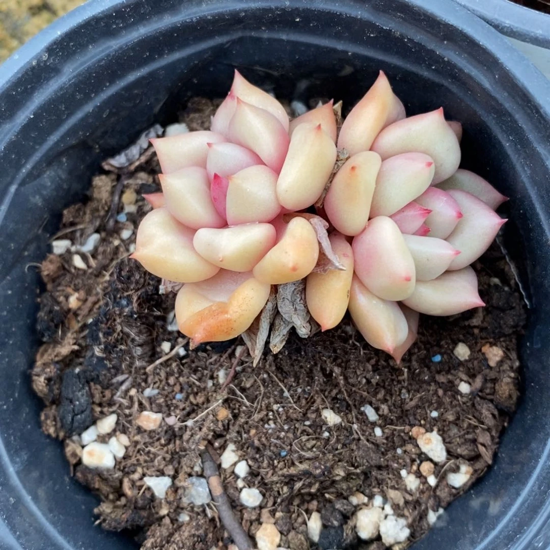 自助下单一物一拍多肉植物_下滑有惊喜