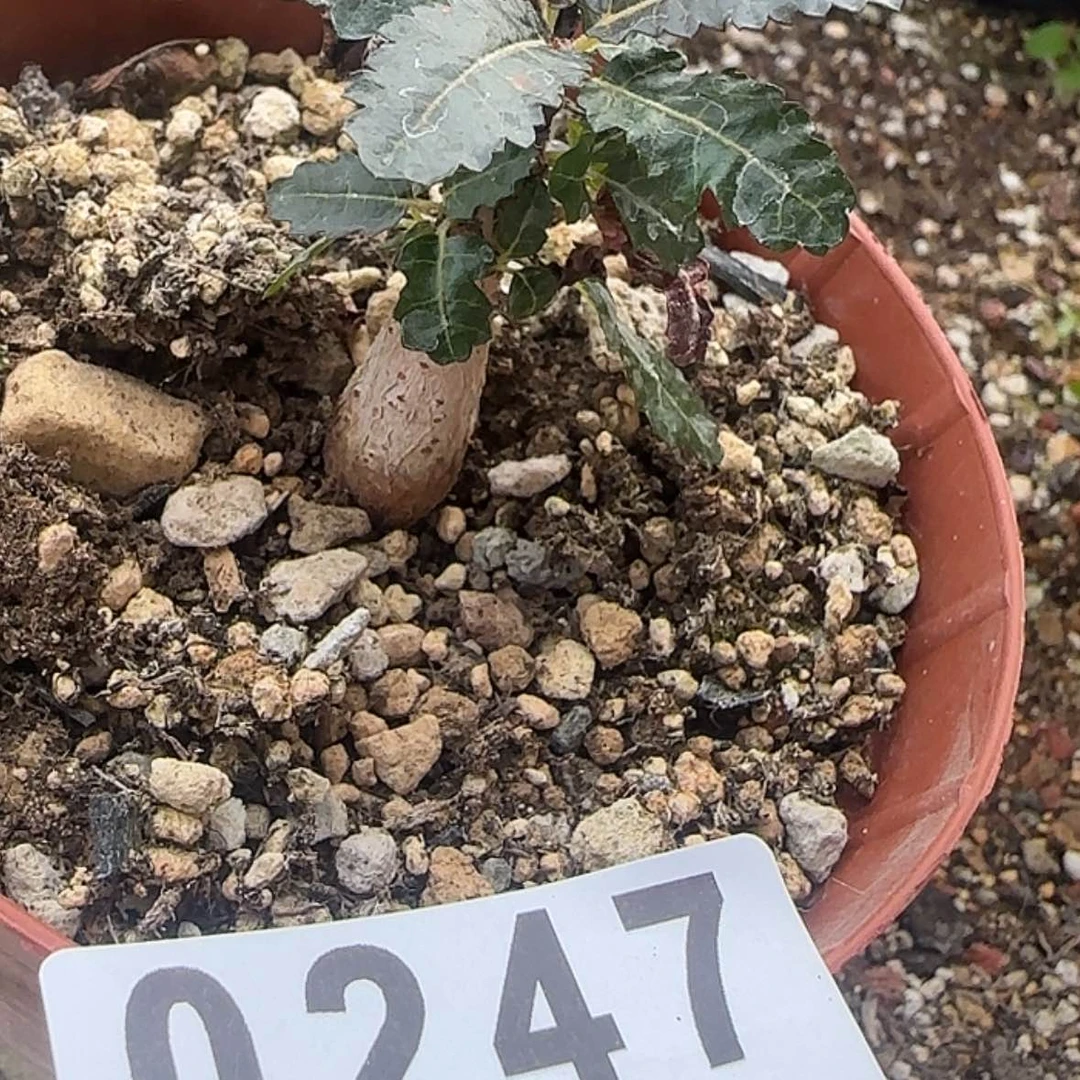 【闪购商品】?***笑块根植物