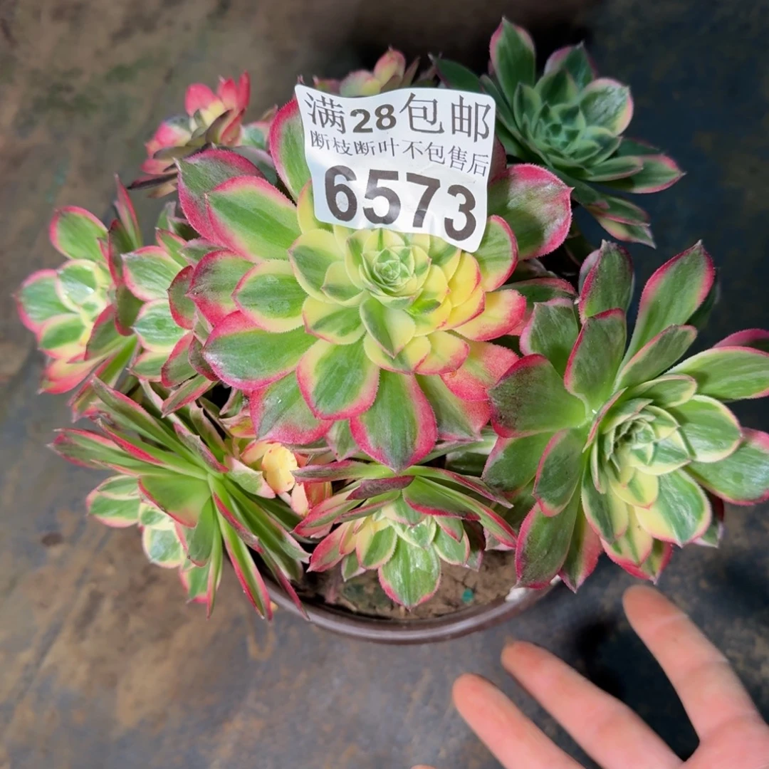 6573海王有干吧不包断枝多肉