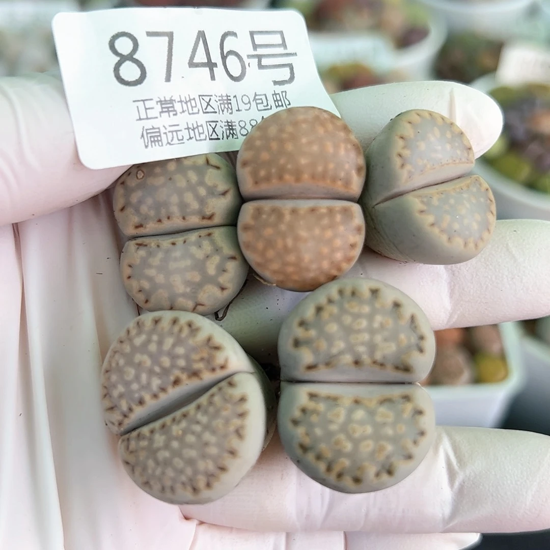 8746四年饼干5颗2-2.5cm