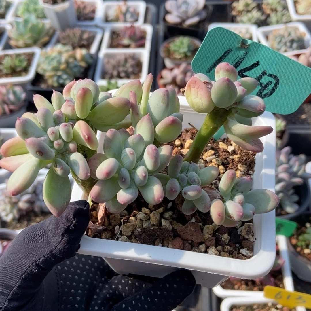1140糖豆奶缀多肉植物保护