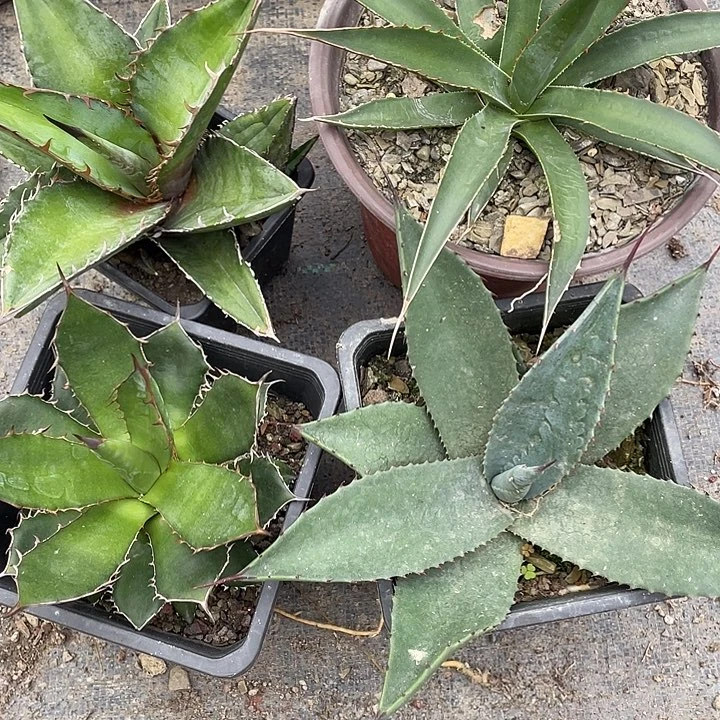 无花朵福利套餐4个品种