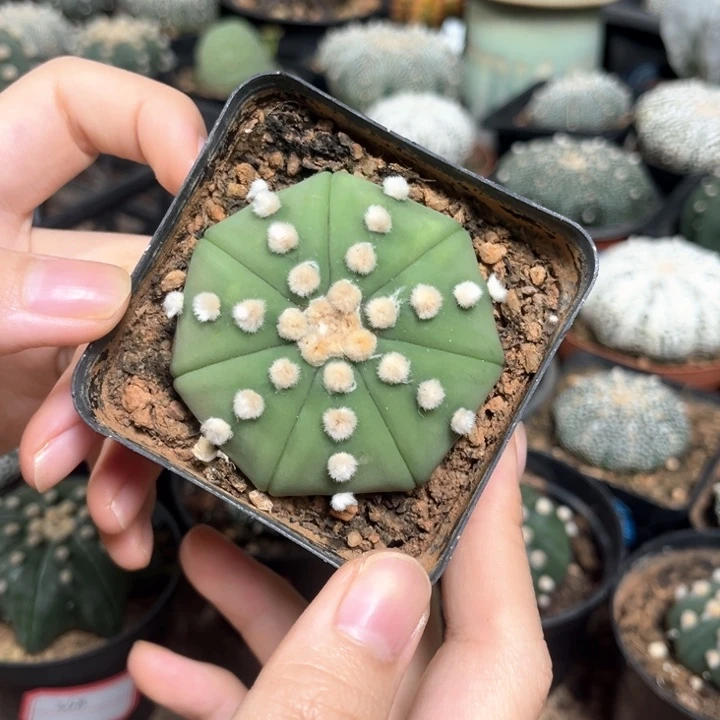 黄体琉璃兜一物一拍福利价