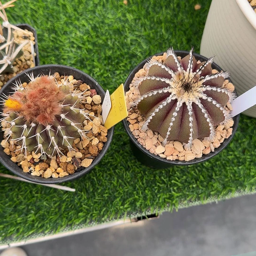 孔*直播间，孔雀哥哥，专拍，