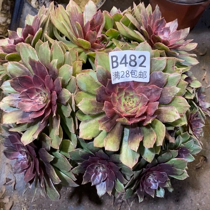 红丝绒多肉断头不包482