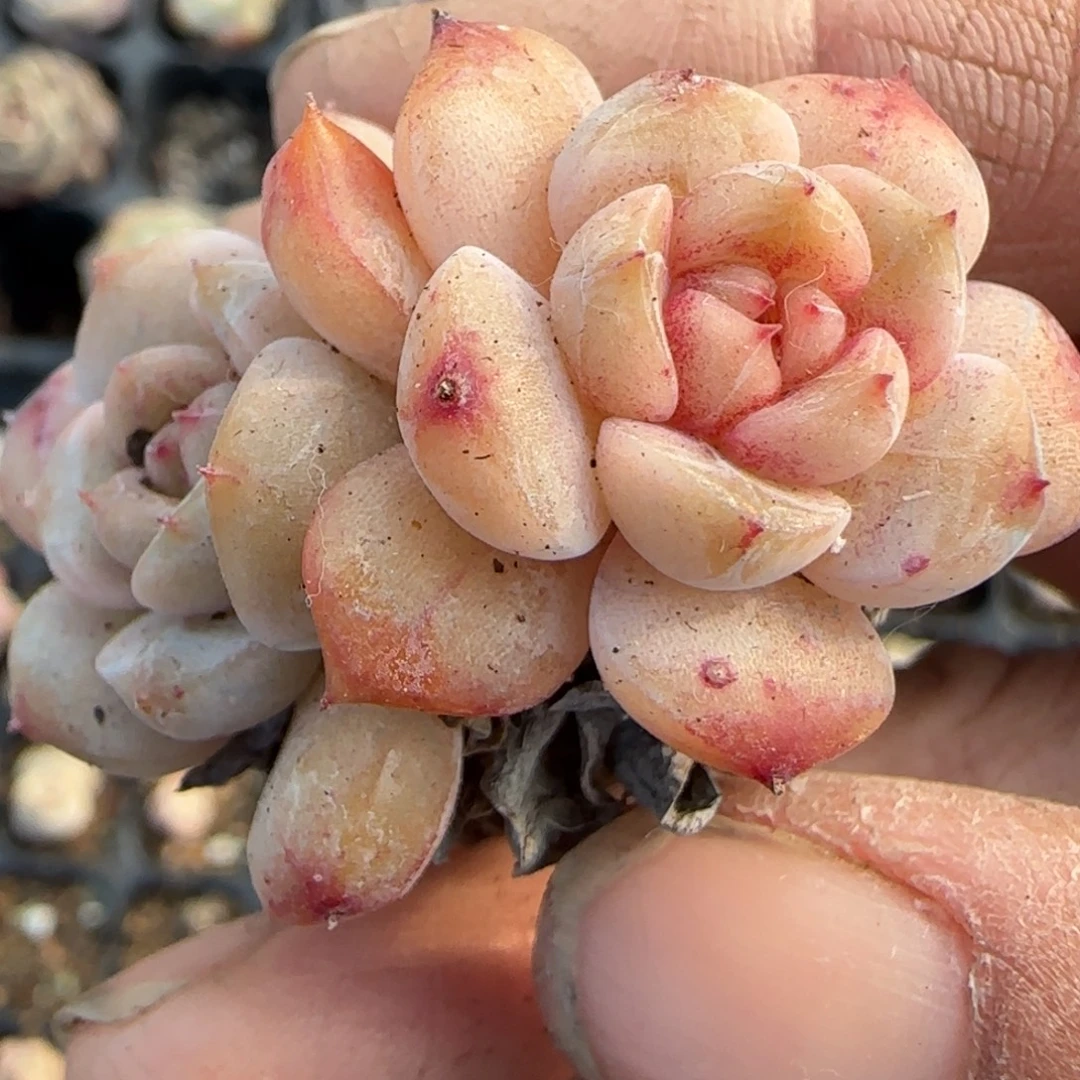 多肉小卡拉米糖心一物一拍