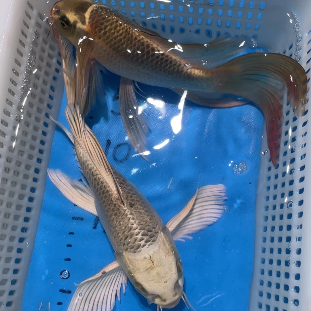 锦鲤锦鲤包邮包售后