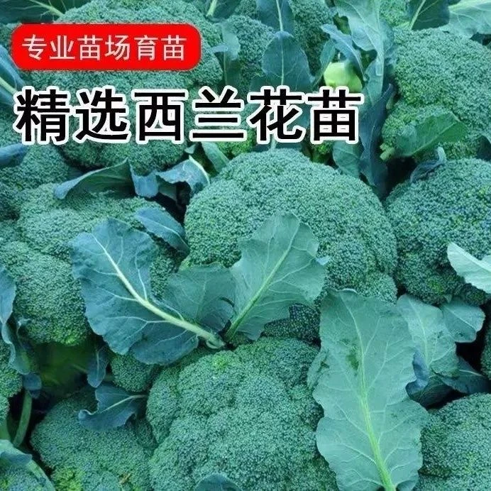 西兰花苗适合阳台小院种植四季可种的精品蔬菜苗