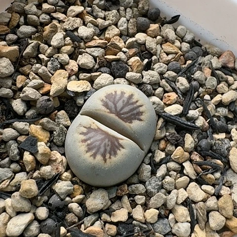 3483，黑菊菊花纹带盆土发货