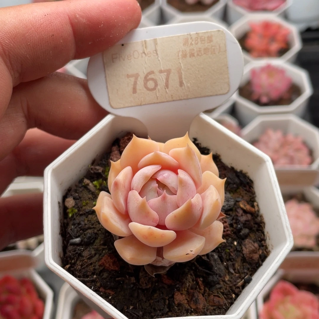 露娜莲7671-4厘米