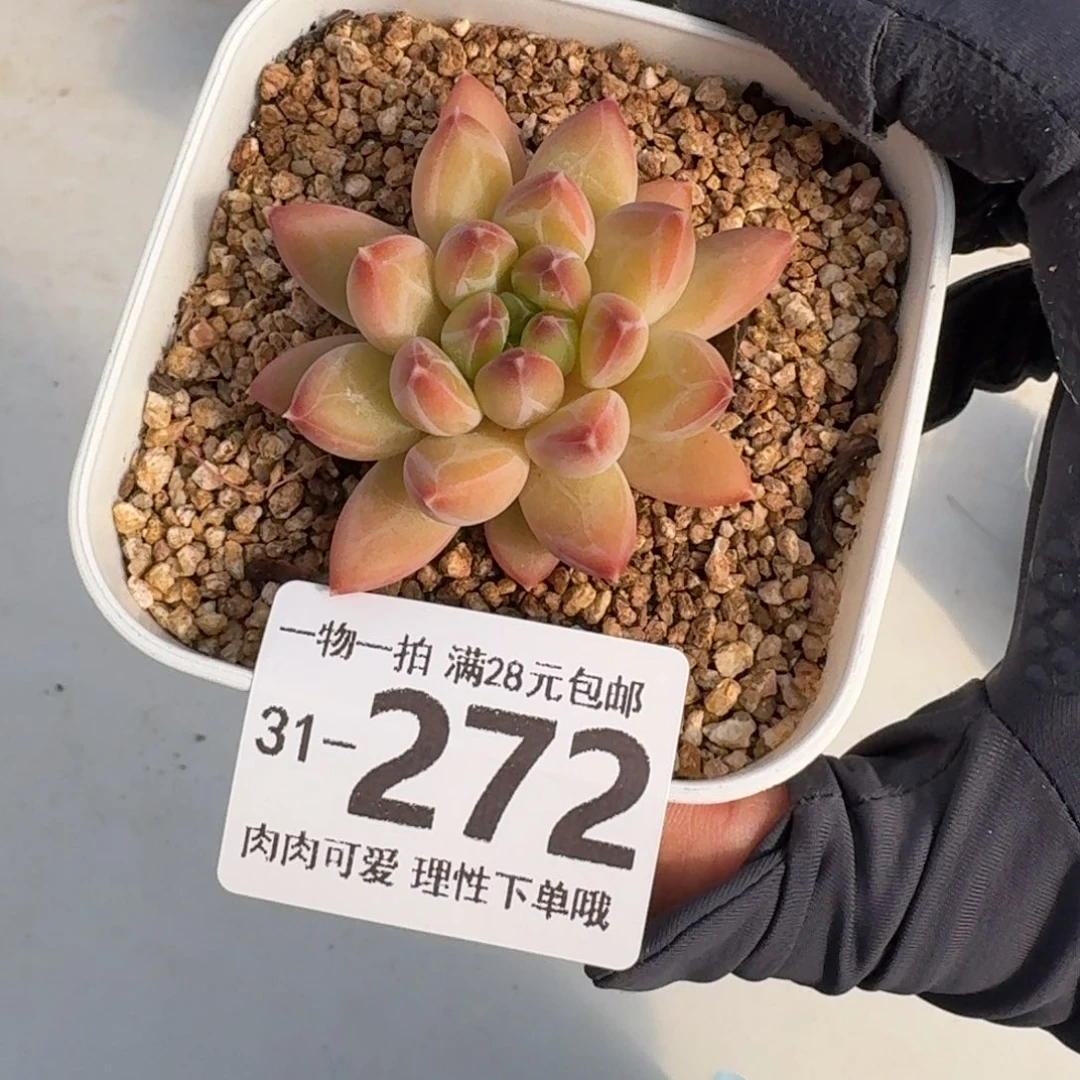 胖体青花瓷无盆土发货无盆