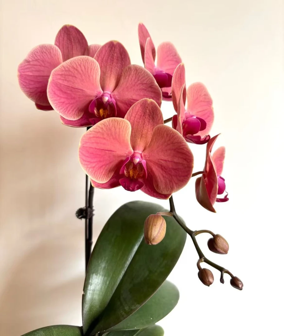 蝴蝶兰【红梅】单花剑 稀有 欧品  室内花花 广州基地直发