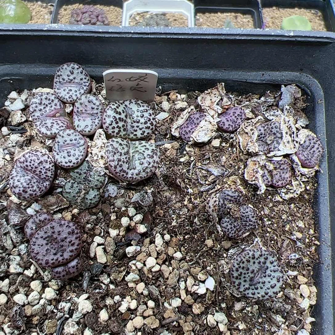 【闪购商品】211 清盒