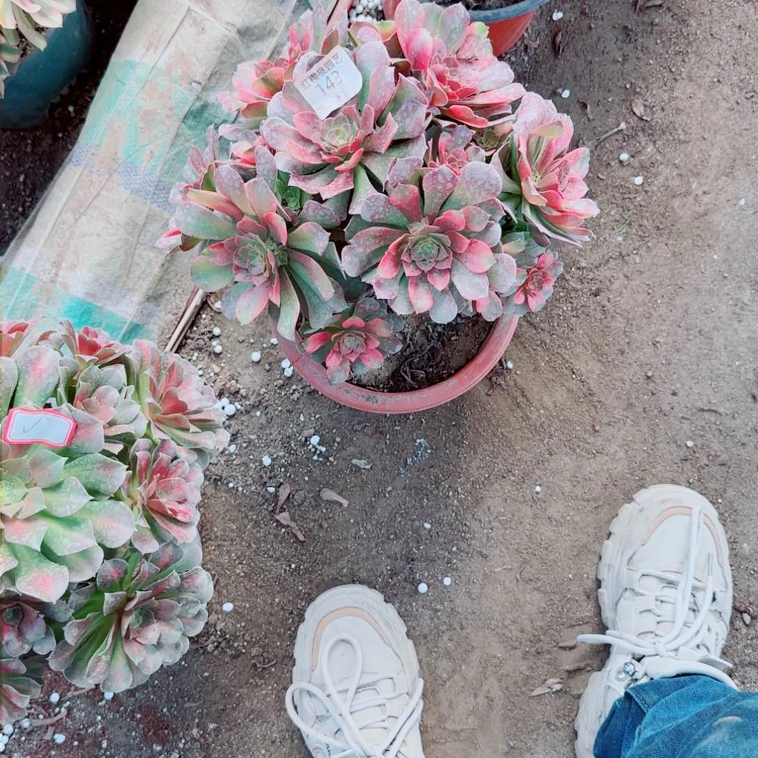 徐**?雅典娜法师多肉143