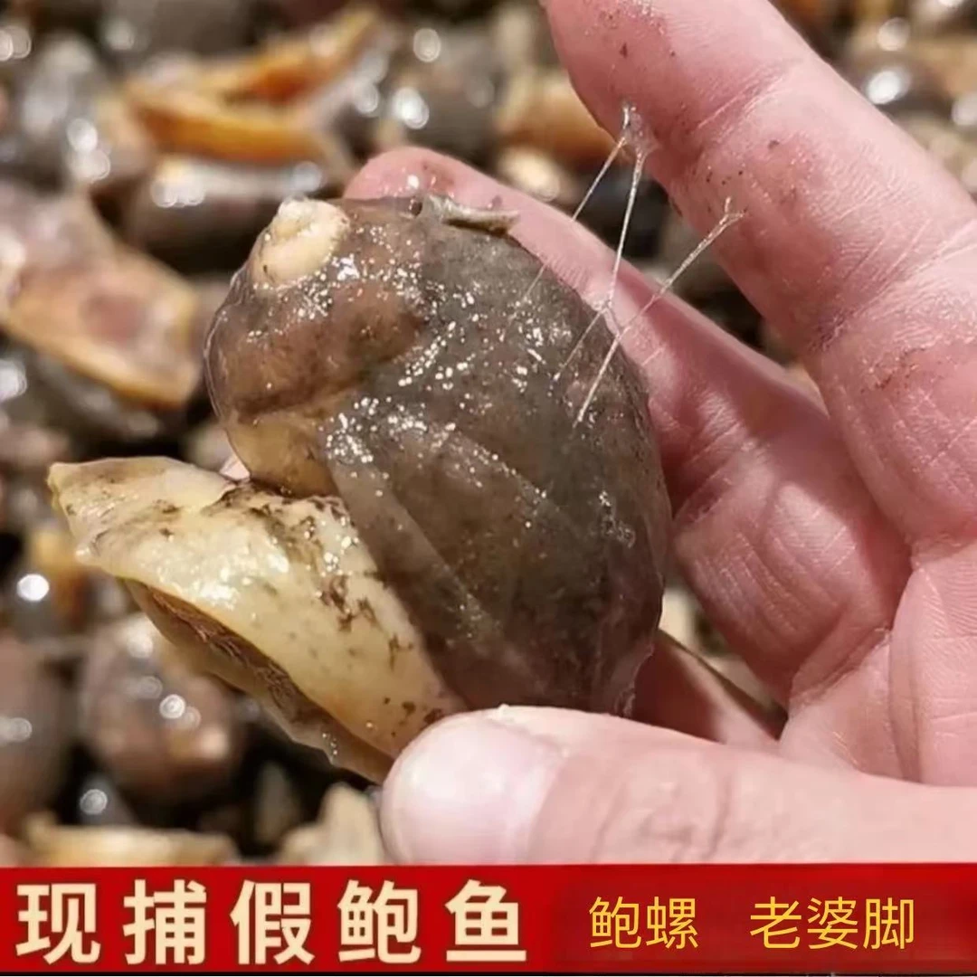 荣成海捕老婆脚鲍螺肉质紧实味道鲜美