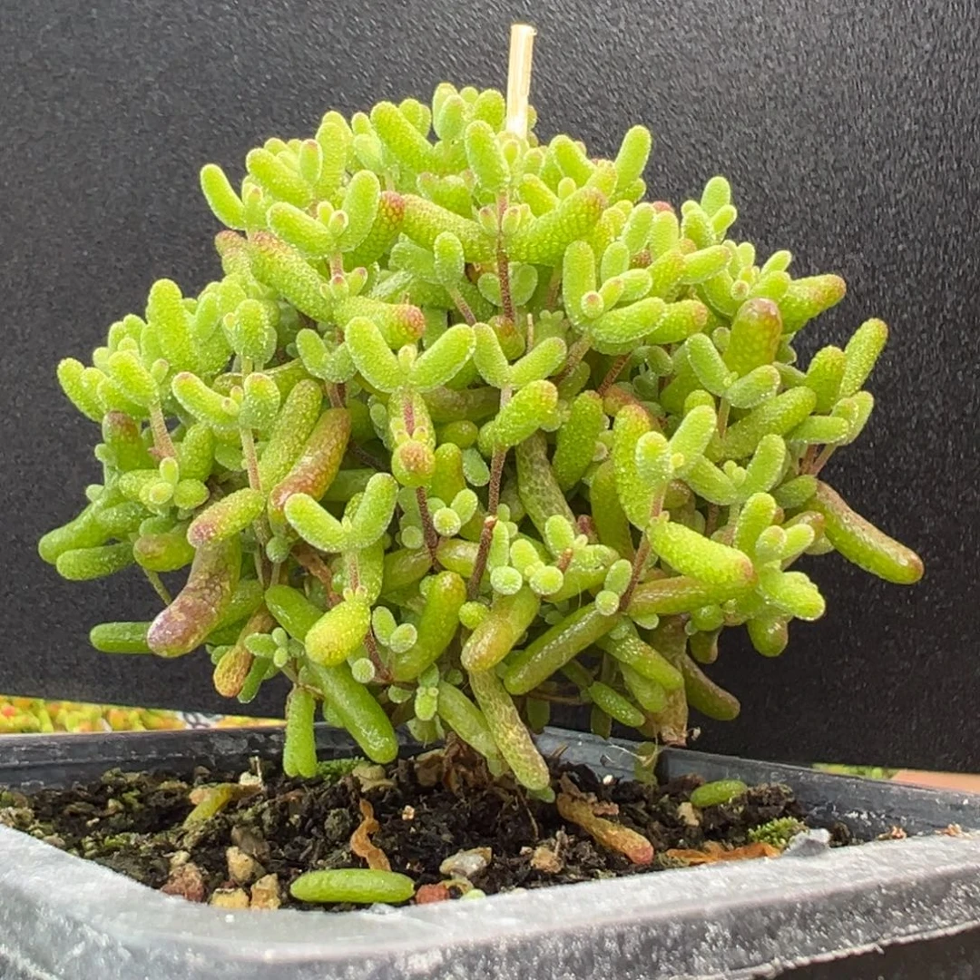 dy3751直杆棒棒糖金桔糖球冠幅6.5cm