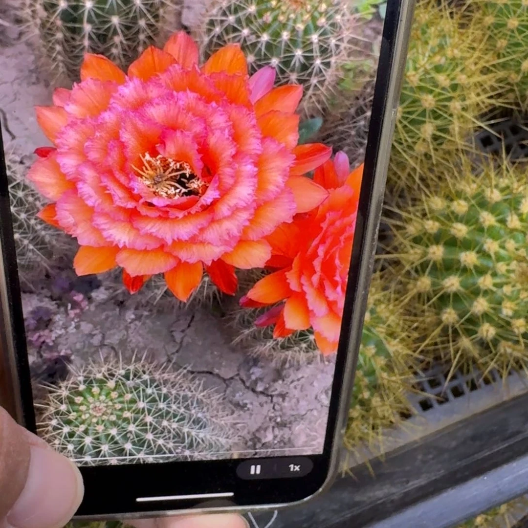 234毛花柱清707歪无根侧牙5公分左右，20包邮