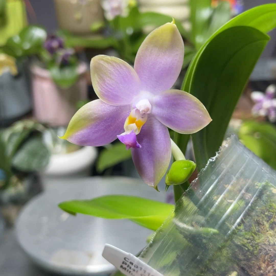 完全开放珠宝交公主，2.5杯开花株