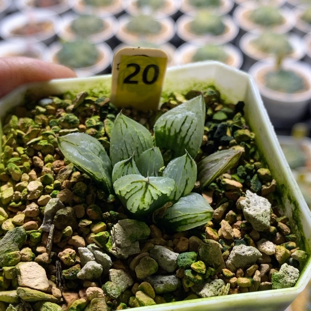 20号冰淇淋多肉植物