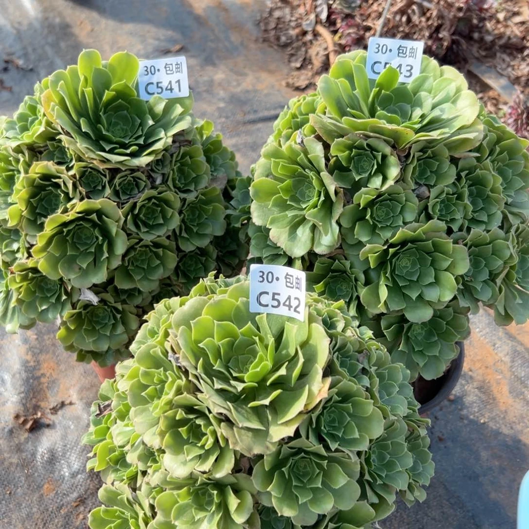 量拍绿杨蓉多肉法师