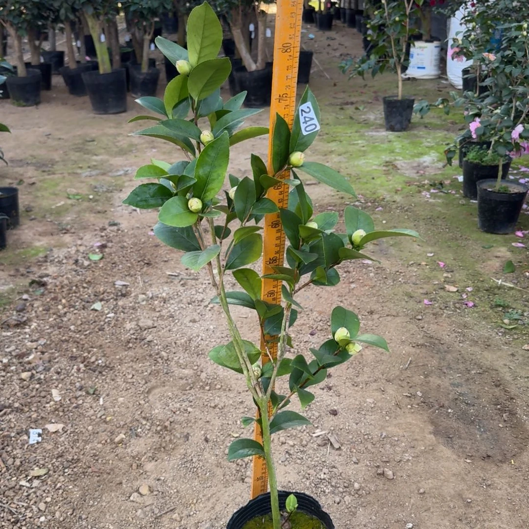 少量花朵（建议范围：2朵-5朵 或40%以下）240格蕾丝