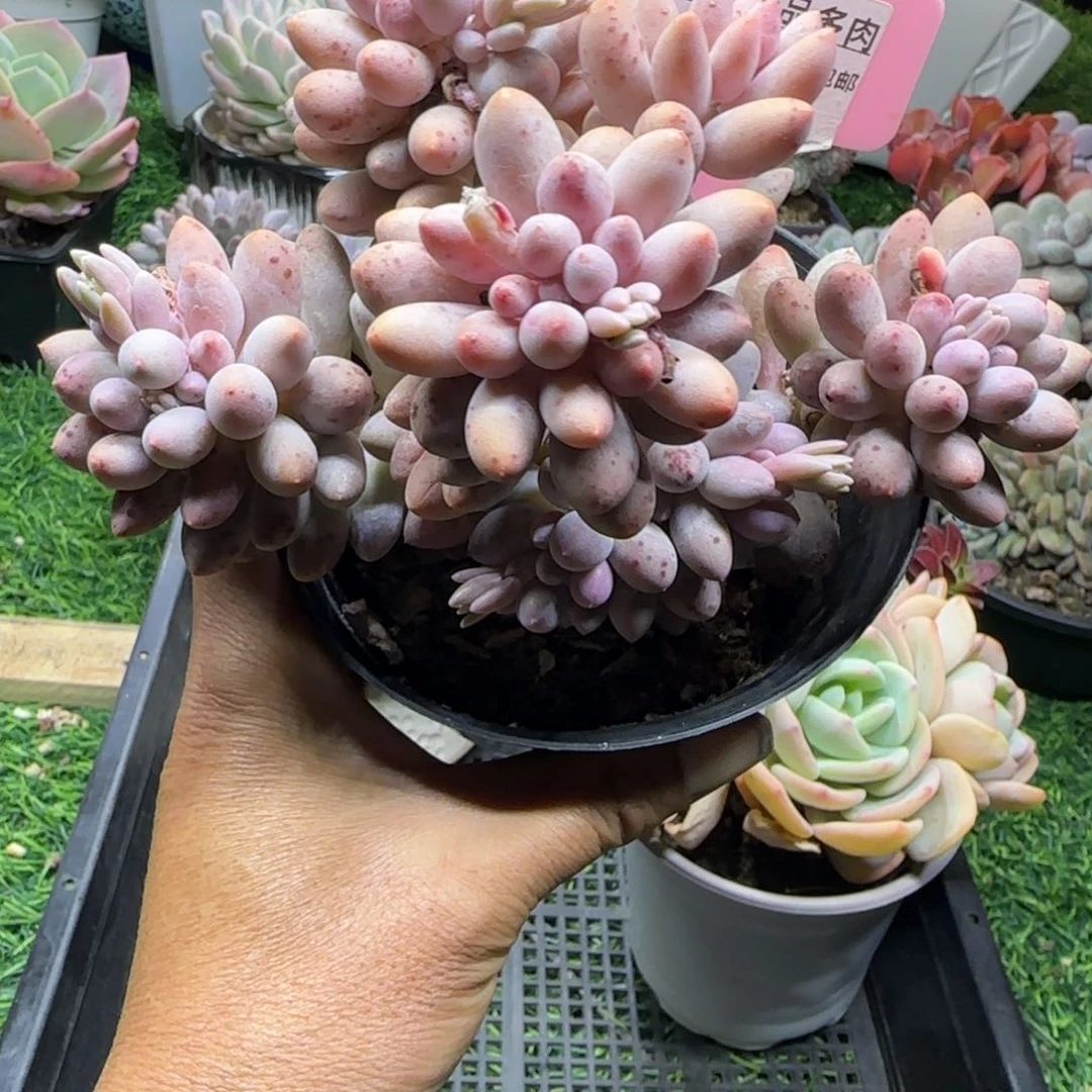 锦安精品多肉植物224