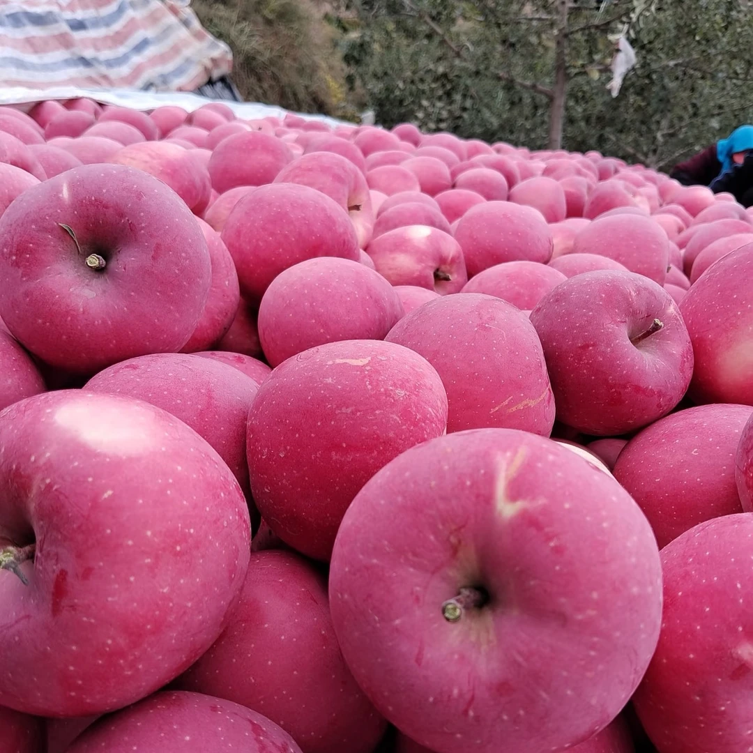 甘肃天水秦安县红富士甘肃红富士苹果天水红富士