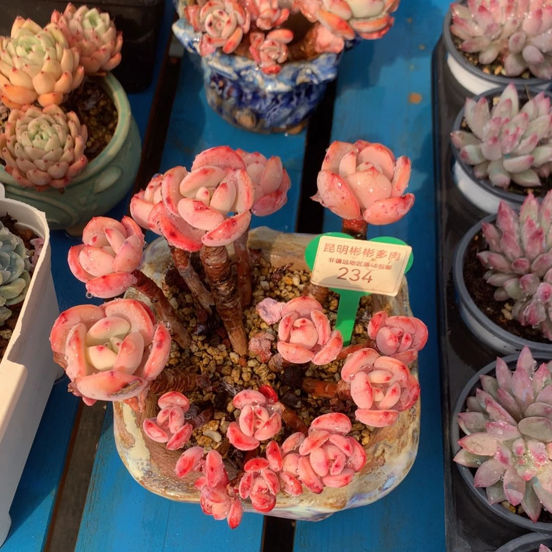 安*白月光老桩无砍234