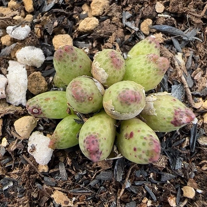 855龙猫斑马福利福利