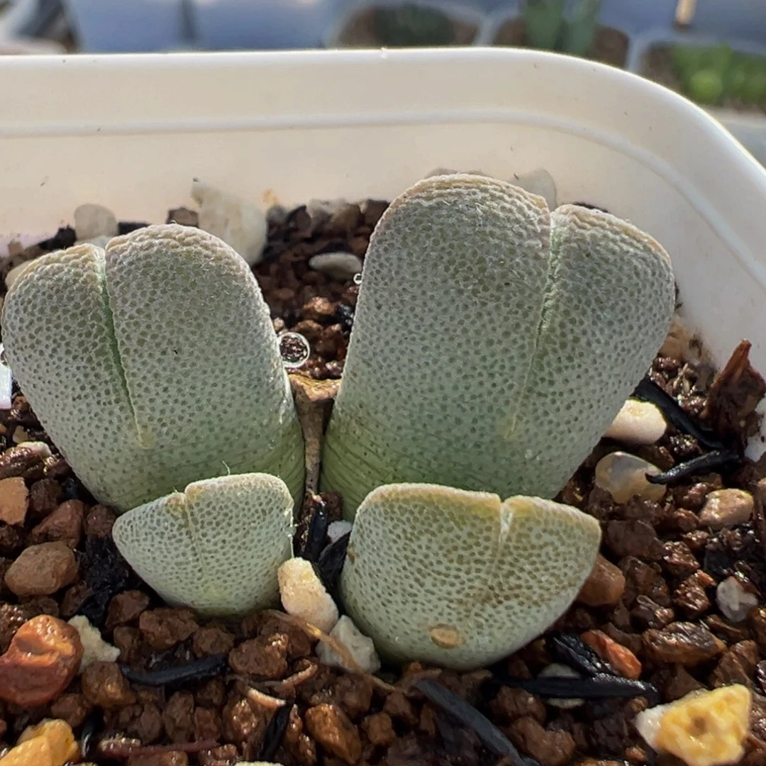 982多肉植物种类多样