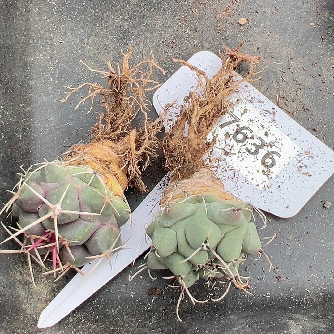 7636 两个专拍实生仙人球