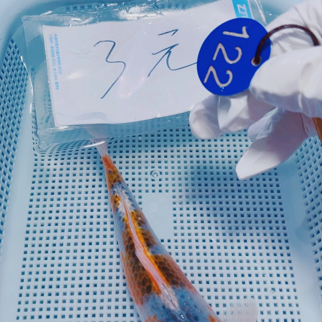 锦鲤锦鲤观赏鱼冷水122