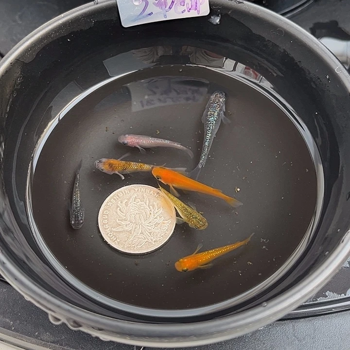 青鳉鱼随机7条30号