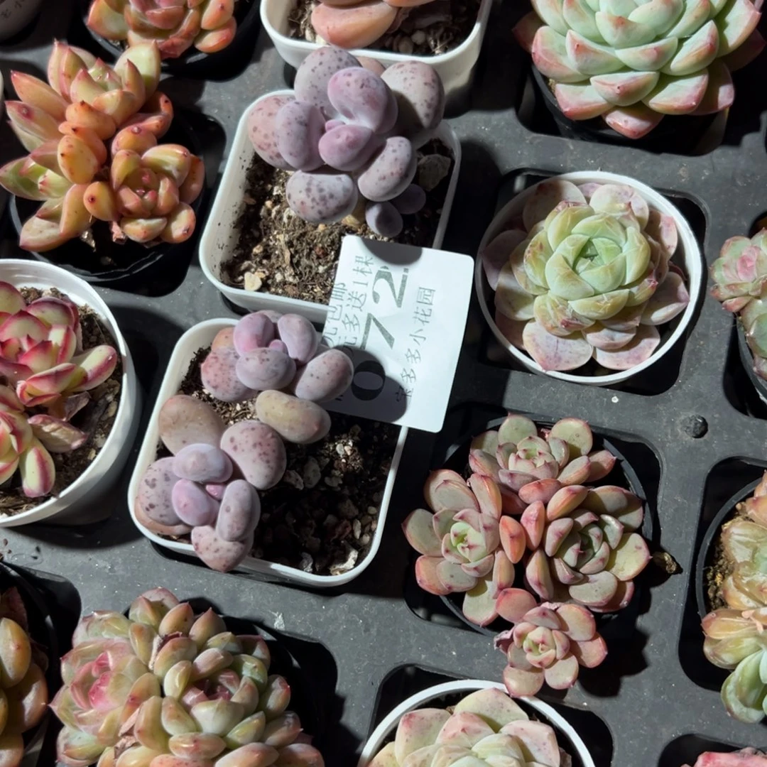 ****在072号彩虹奶酪到手2颗一物一拍满18包邮