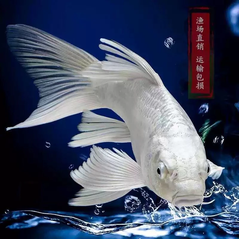 【两条装】20-25公分白蝴蝶鲤大鳍大尾活体好养耐活2条白