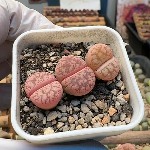 2925源氏玉带盆土发货