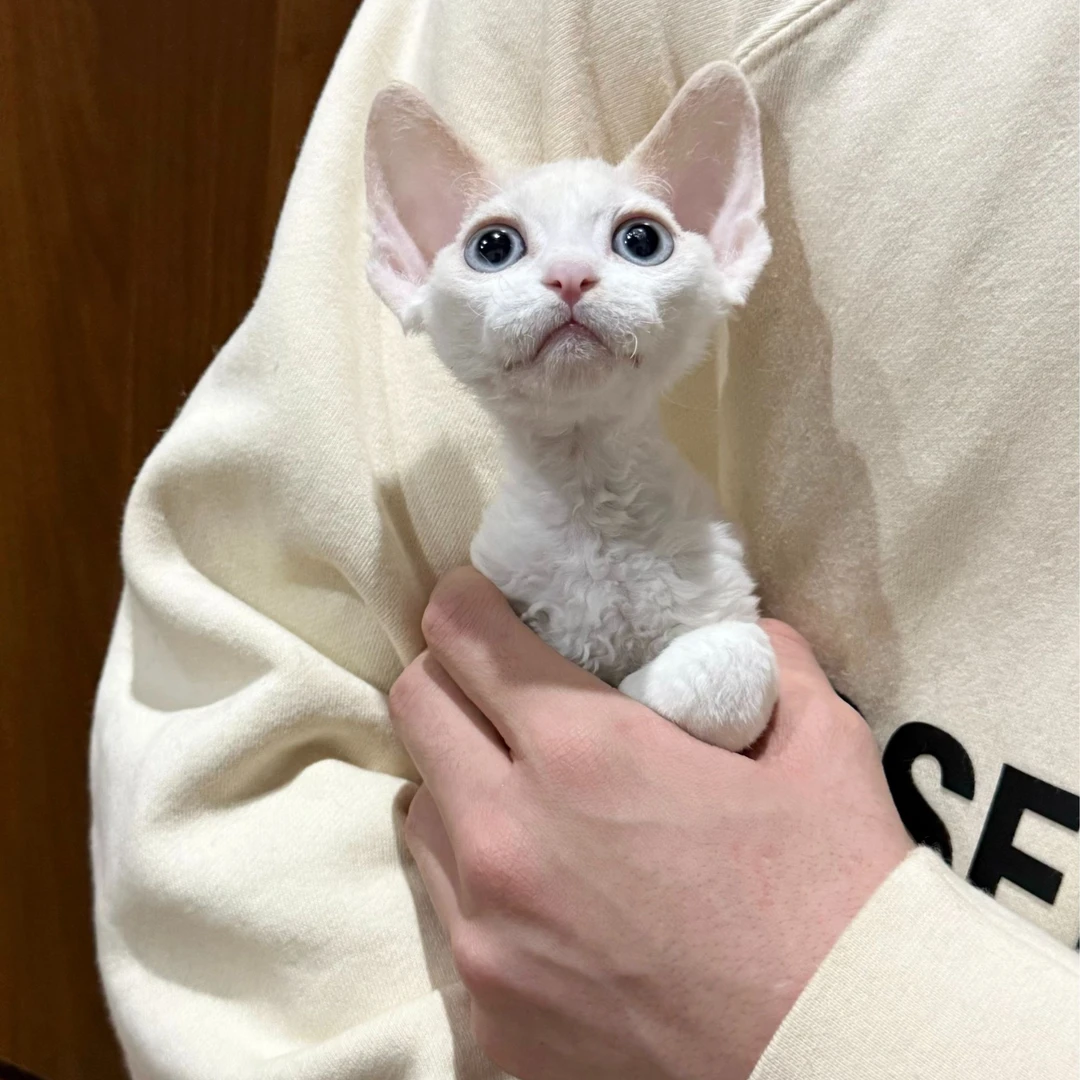 0525纯白蓝瞳弟弟奶糖